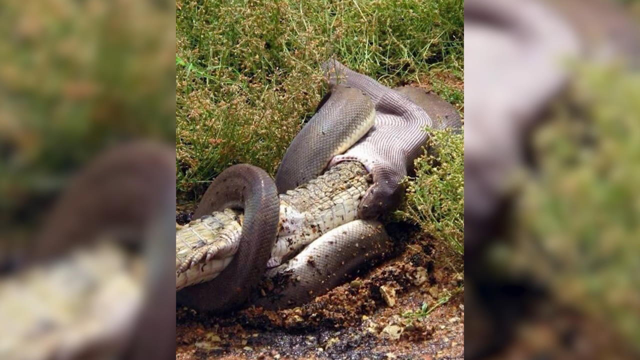 Python Verschlingt Ein Ausgewachsenes Krokodil