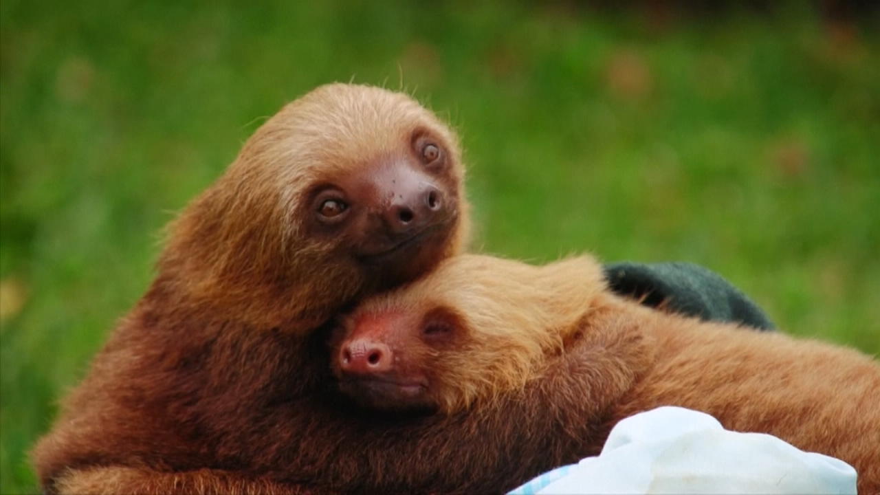 In Diesem Tierheim Werden Faultiere Aufgepappelt