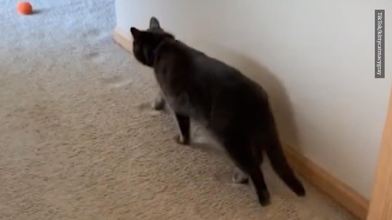 Katze Macy Lauft Immer Den Gleichen Weg Und Das Jeden