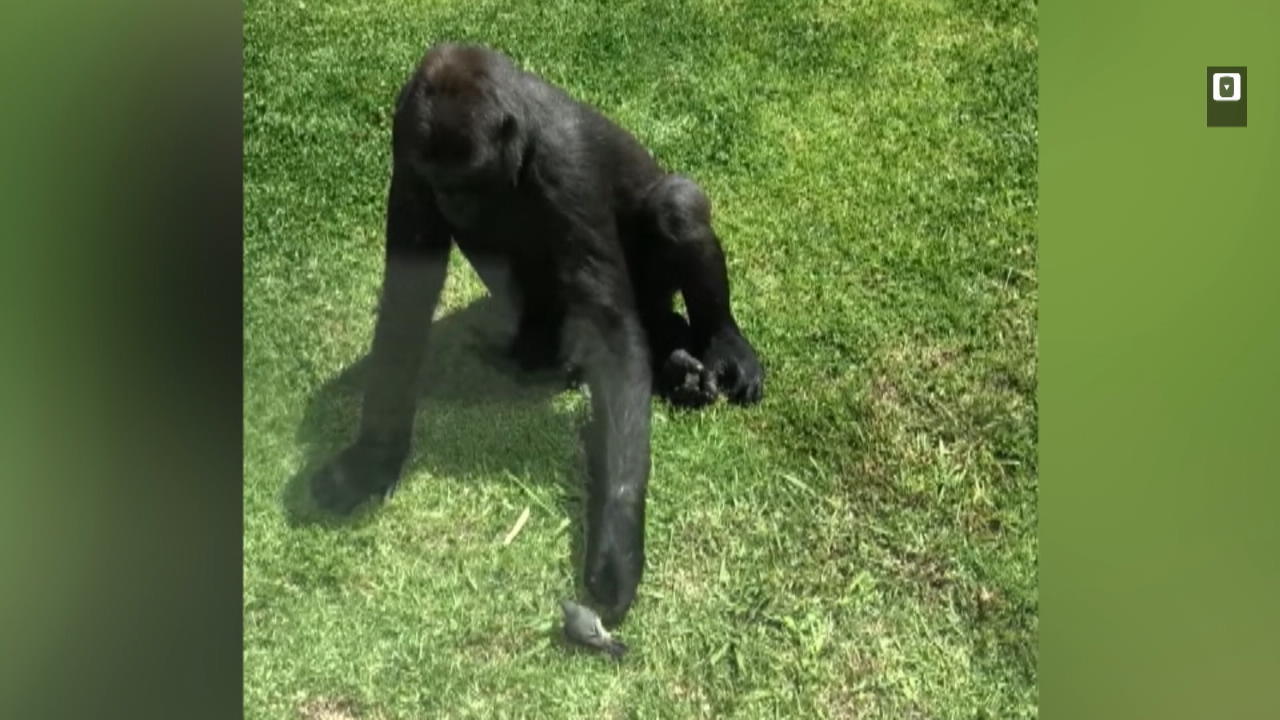 Grosses Tier Grosse Gefuhle Sanfter Gorilla Hilft Verletztem Vogel