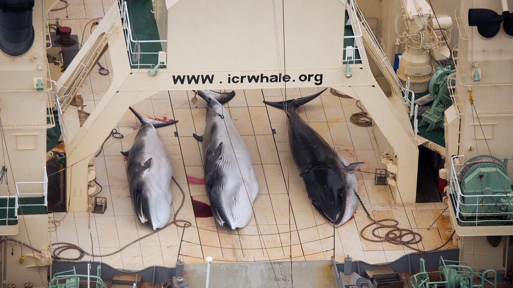 epa04262148 (FILE) A handout image by Sea Shepherd Australia made available on 07 January 2013 shows three dead protected Minke Whales on the deck of the Japanese Ship, Nisshin Maru in the Southern Ocean, Antarctica, 05 January 2013. The Japanese Fis