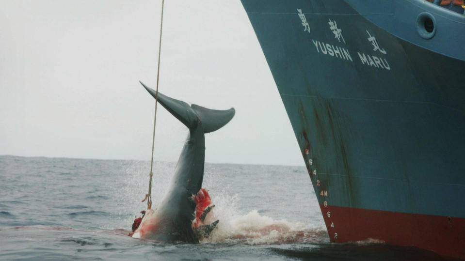 FILE - A file photograph showing the Yushin Maru catcher ship of the Japanese whaling fleet injuring a whale with its first harpoon attempt, and taking a further three harpoon shots before finally killing the badly injured fleeing whale in the Southe