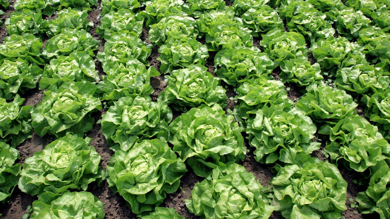 Romana-Salat wird auch Römersalat, Kochsalat oder Lattuga genannt.