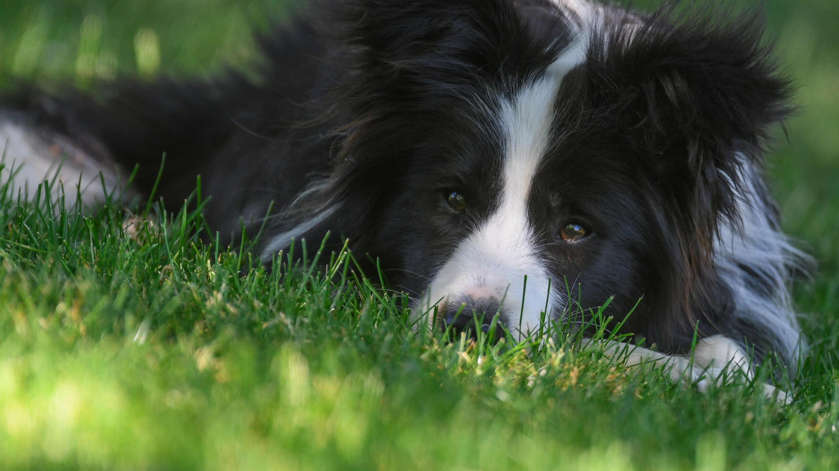 Ein ausgewachsener Border Collie liegt auf einer Wiese.