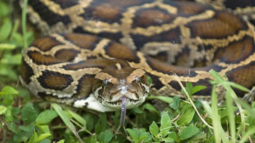 Python Schlange Verbreitung