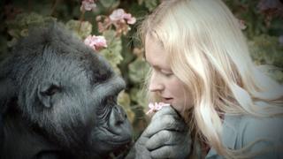 Penny Patterson und die Gorilla-Dame Koko können sich per Zeichensprache miteinander unterhalten. 