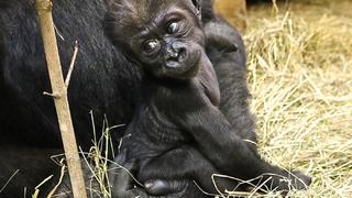 Gorilla Moke aus dem "Smithsonian's National Zoo", Washington