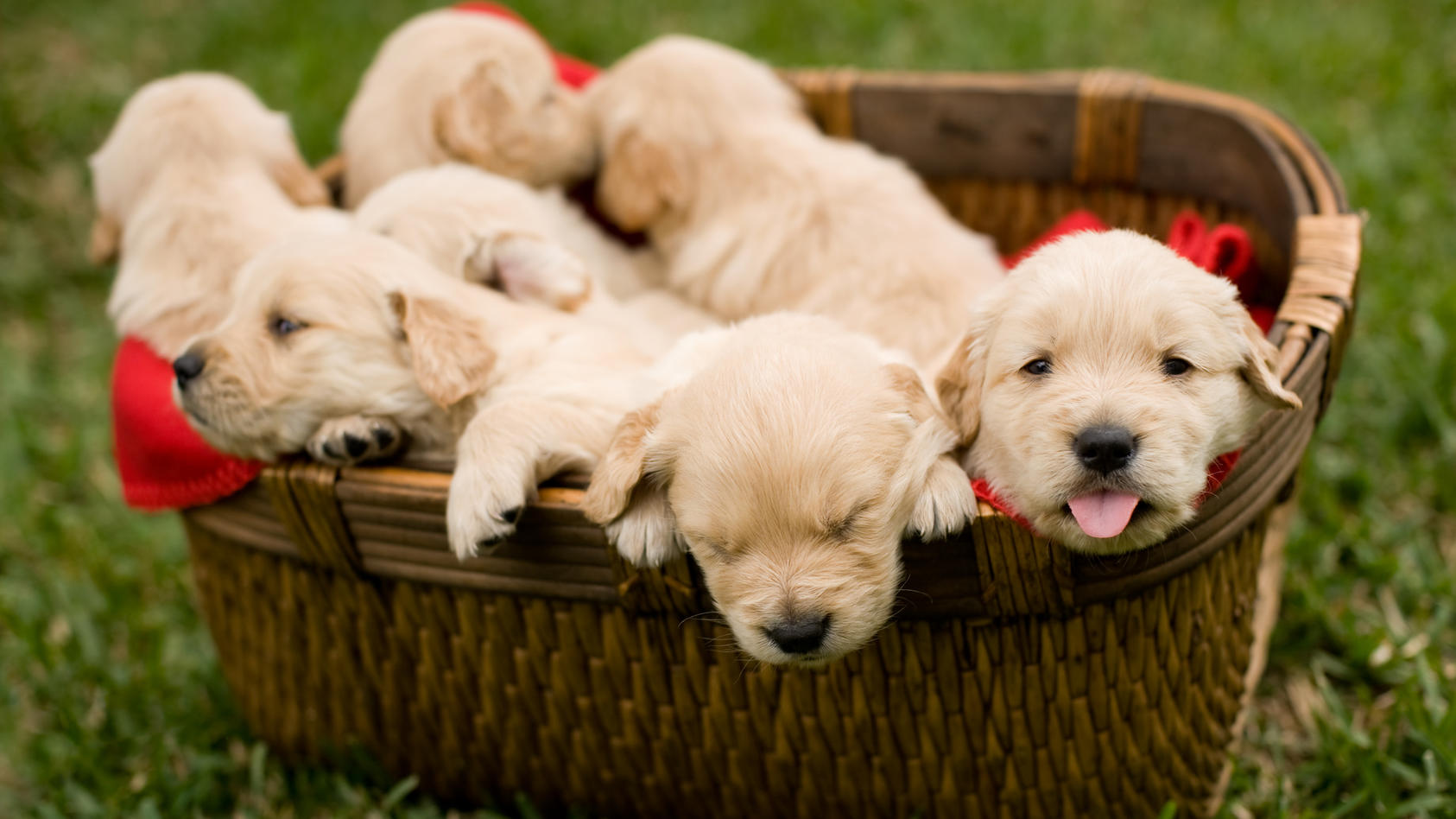 Golden Retriever Welpen in Korb