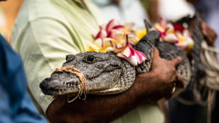 Mexiko: Bürgermeister heiratet Krokodil.