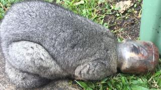 Opossum steckt in Nutella-Glas fest