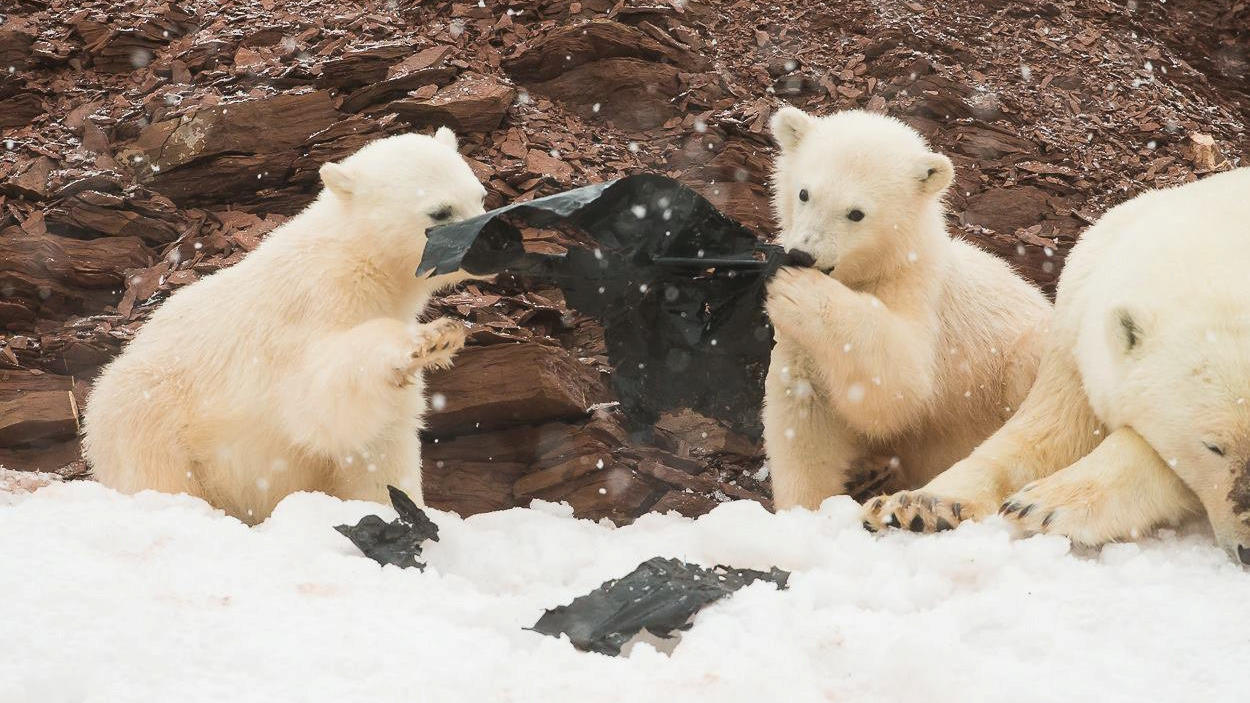Eisbären im norwegischen Spitzbergen nahe des Nordpols spielen mit Plastikmüll.