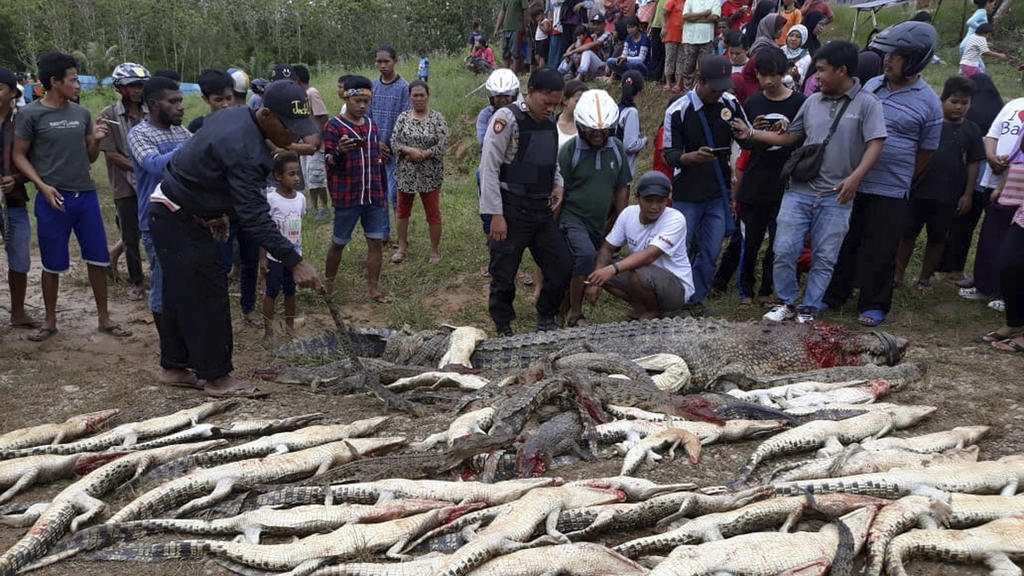 dpatopbilder - 14.07.2018, Indonesien, Sorong: Menschen betrachten die Kadaver von Dorfbewohnern geschlachteten Krokodilen. Aus Rache für den Tod eines Nachbarn haben Dorfbewohner im indonesischen Teil der Insel Neuguinea fast 300 Krokodile abgeschla