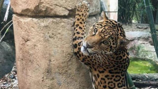 Jaguar Valerio (Foto: Audubon Zoo/Facebook)