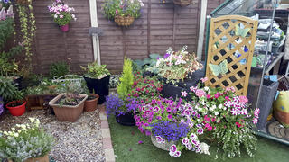 Suchbild: In diesem Garten von Mike Simcox aus Birmingham, England, versteckt sich Hund Eddie. Nur wo?