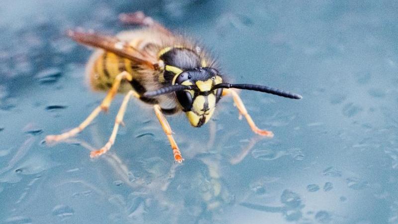 In diesem Sommer gibt es viele Wespen. Foto: Julian Stratenschulte