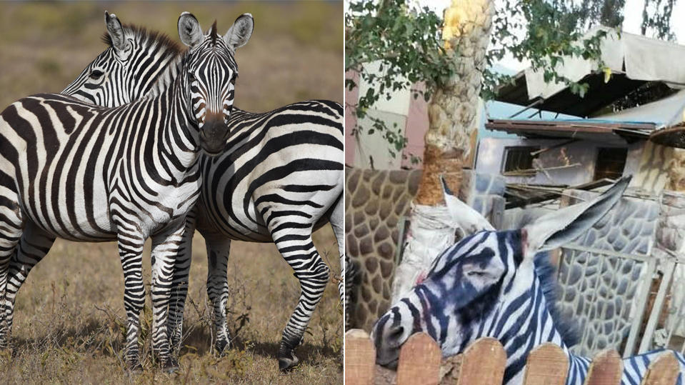 Im Vergleich: Links im Bild ein Zebra - rechts im Bild der mutmaßliche Esel aus dem Zoo in Kairo.