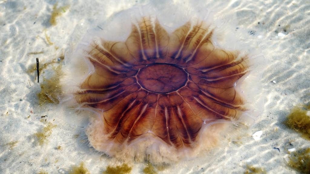 Feuerqualle, Gelbe Haarqualle, Cyanea capillata - McPODE