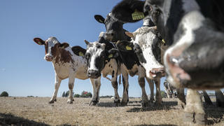 06.08.2018 Sachsen, Ballendorf: Kühe stehen auf einer trockenen Weide. Die anhaltende Trockenheit macht vor allem Bauern im Norden und Osten zu schaffen. Durch fehlende Heuernten verfüttern die Landwirte zum Teil jetzt schon das für den Winter gedachte Futter. Foto: Jan Woitas/dpa-Zentralbild/dpa +++ dpa-Bildfunk +++