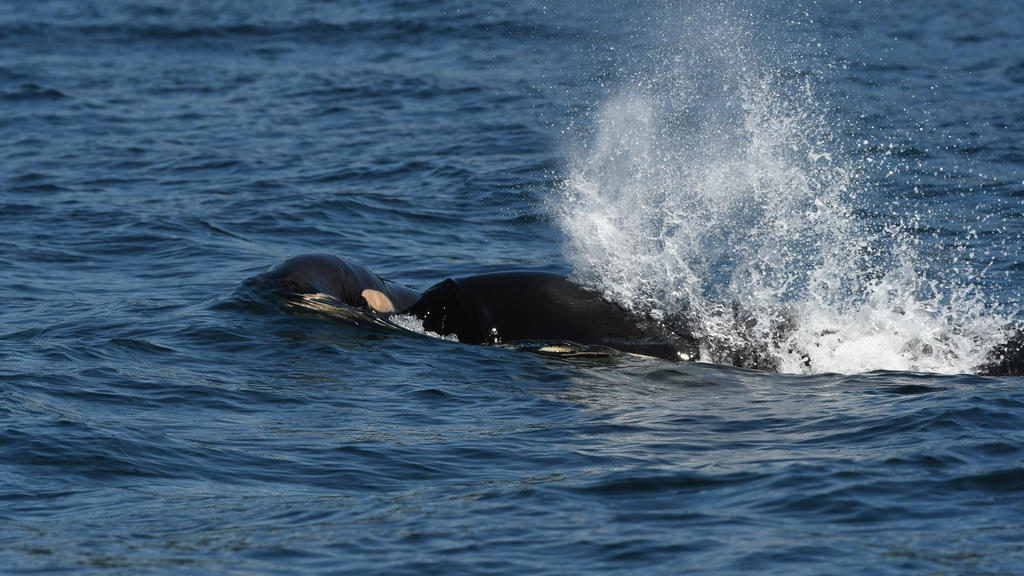Orca-Wal schleppt totes Junges