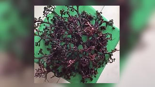 Medusenhaupt in Vietnam gefunden
