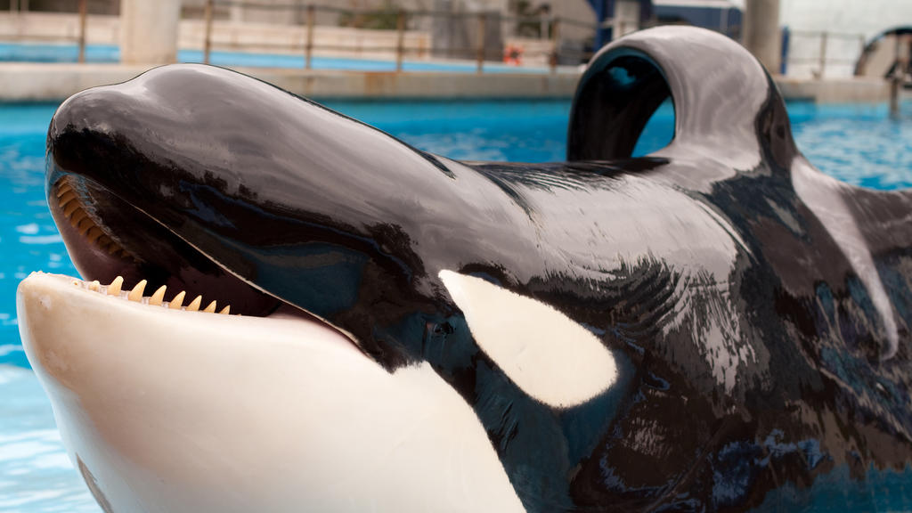 Orca mit abgeknickter Flosse