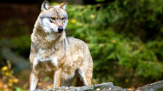 ARCHIV - 28.10.2009, Bayern, Neuschönau: Ein Wolf (Canis lupus), aufgenommen im Tier-Freigelände im Nationalpark Bayerischer Wald. (Zu dpa «Landesamt bestätigt: Wolf hat Kälber im Oberallgäu getötet» vom 16.08.2018) Foto: Patrick Pleul/dpa-Zentralbild/dpa +++ dpa-Bildfunk +++