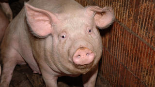 Schwein in einer Schweinemastanlage in Deutschland am 31.12.2004. Die Tiere werden innerhalb von 4-6 Monaten auf bis zu 120 kg gemästet. +++(c) dpa - Report+++