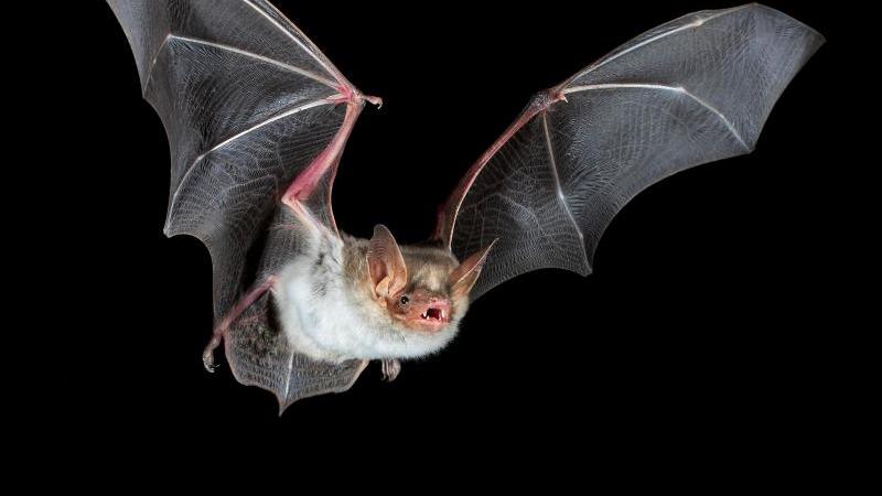Fledermaus