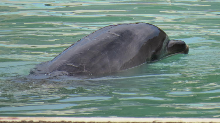 Unter #SaveHoney wird neues Zuhause für Delfin Honey gesucht