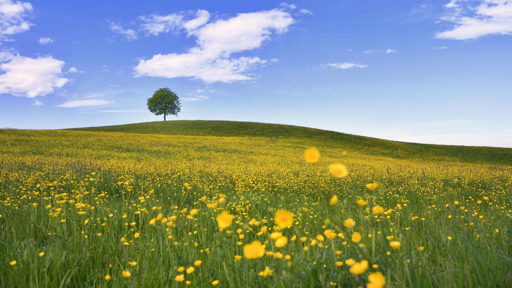 Solitärbaum, Linde (Tilia), auf Hügel, davor blühendes Feld vom Hahnenfuss (Ranunculus sp.), Neuheim, Kanton Zug, Schweiz, Europa *** Solitary tree Linde Tilia on hill in front of blooming field of buttercup Ranunculus sp Neuheim Canton Zug Switzerla