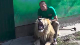 Kuscheln mit Löwen - ein gefährliches Unterfangen?  Oleg Zubkov, Betreiber des Safariparks, sieht das nicht so.