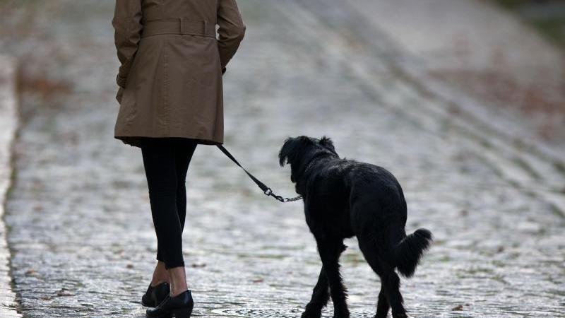 Single frauen und hunde