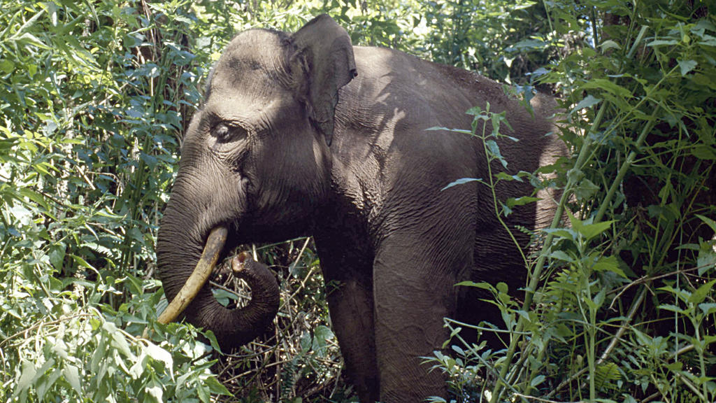 Sumatra-Elefant im Regenwald
