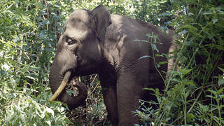 ELEPHANT in forest, Elephas maximus sumatrensis. Demand for coffee in the West is threatening to destroy already endangered wildlife, according to new research. Tigers could be at risk from coffee production Conservation experts say overproduction of cheap robusta coffee beans - commonly used in instant coffee - may be contributing to the loss of tigers, elephants, orang-utans and rhinos in Sumatra. Foto:  Daniel Heuclin/NHPA Uppa Photoshot +++(c) dpa - Report+++