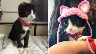 Die Katze "Karma" bekommt bei der Humane Society Silicon Valley in Milpitas, Kalifornien, Ersatzohren aus Wolle.