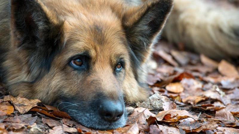 Ein Deutscher Schäferhund liegt auf dem Boden