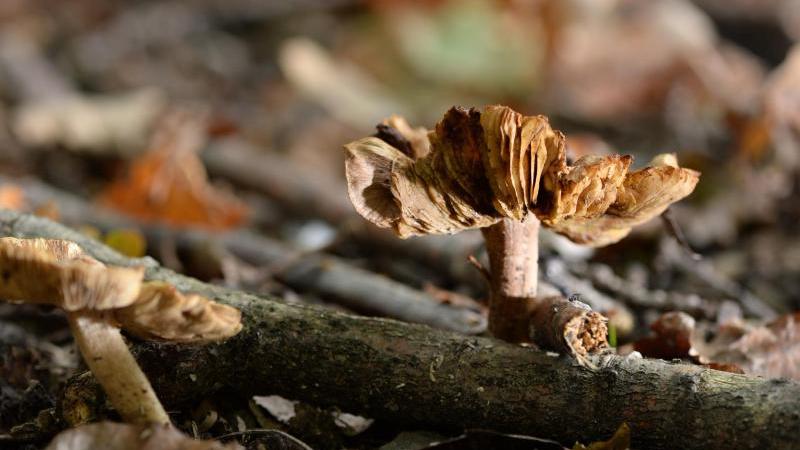 Pilze im Wald