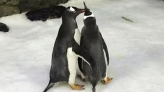 Die Pinguine Sphen und Magic im "Sea Life"Aquarium in Sydney.