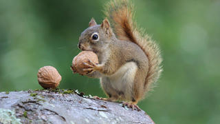 Eichhörnchen isst eine Nuss
