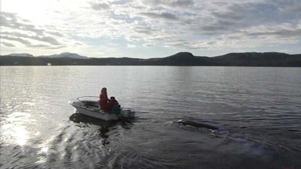 In die Klettsvik-Bucht in Island werden Wale ausgewildert.