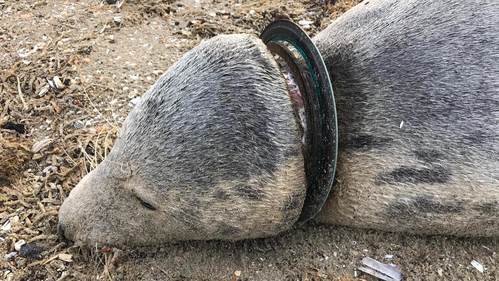 Niederlande Robben Sterben Durch Plastik Im Meer