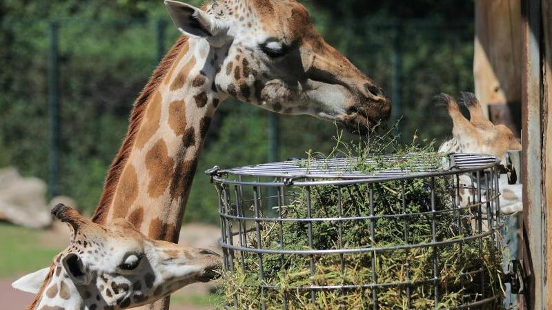 giraffen-fressen-in-einem-zoologischen-garten-symbolbild