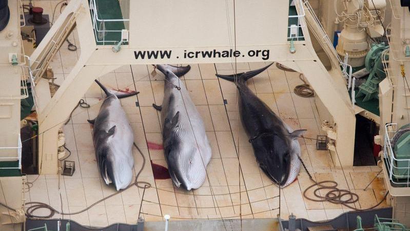 Tote Zwergwale an Bord eines japanischen Walfängerschiffs