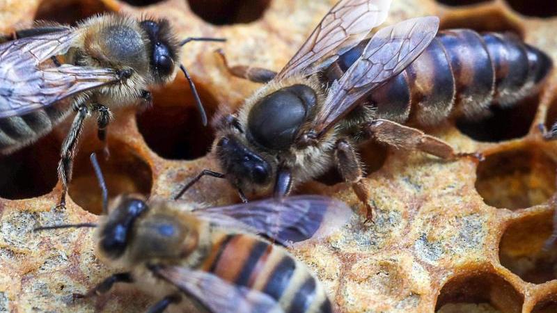 Bienen sitzen auf einem Bienenstock