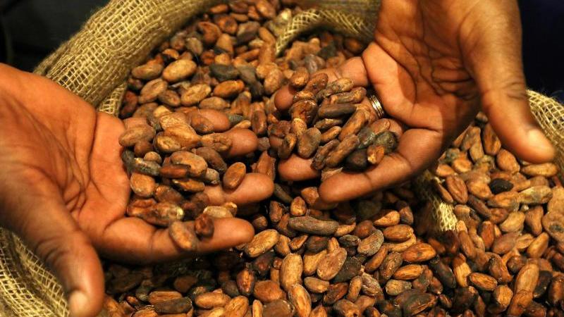 Auf diese Nachricht haben Schoko-Fans gewartet: Dank seiner Verarbeitung enthält Kakao unter anderem Vitamin D2. Foto: Wolfgang Kumm