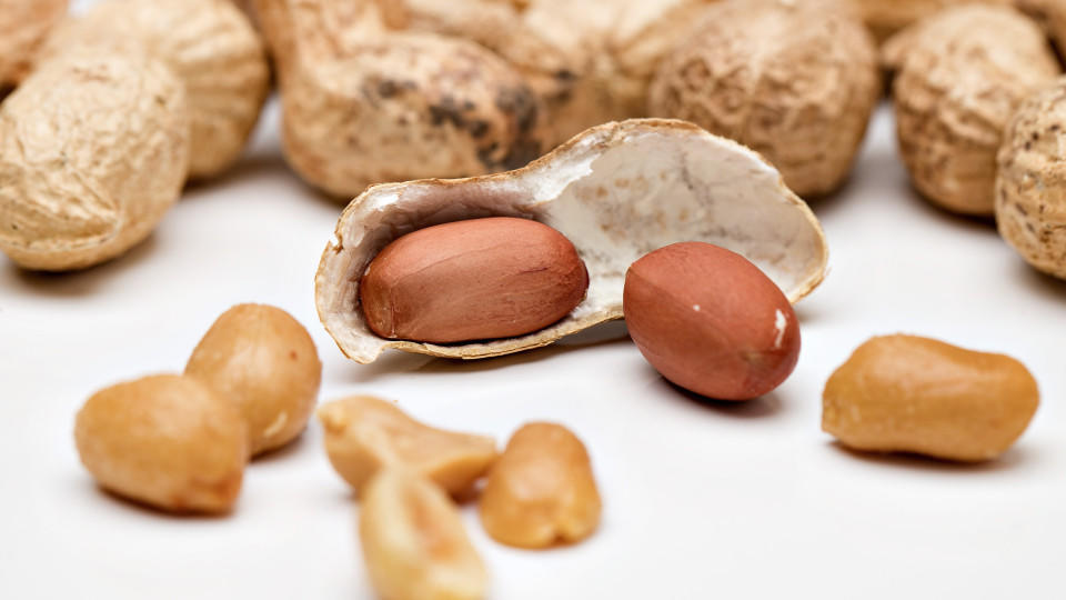 23.08.2015., Zagreb, Croatia - The peanut or groundnut (Arachis hypogaea) is a species in the family Fabaceae. Photo: Davor Puklavec/PIXSELL |