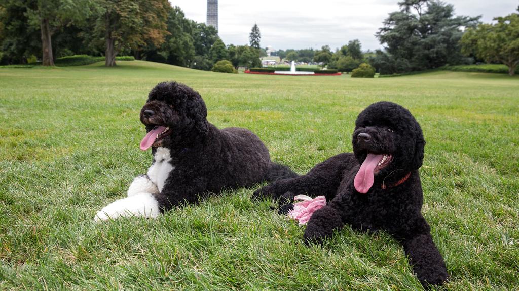 Bo und Sunny Obama