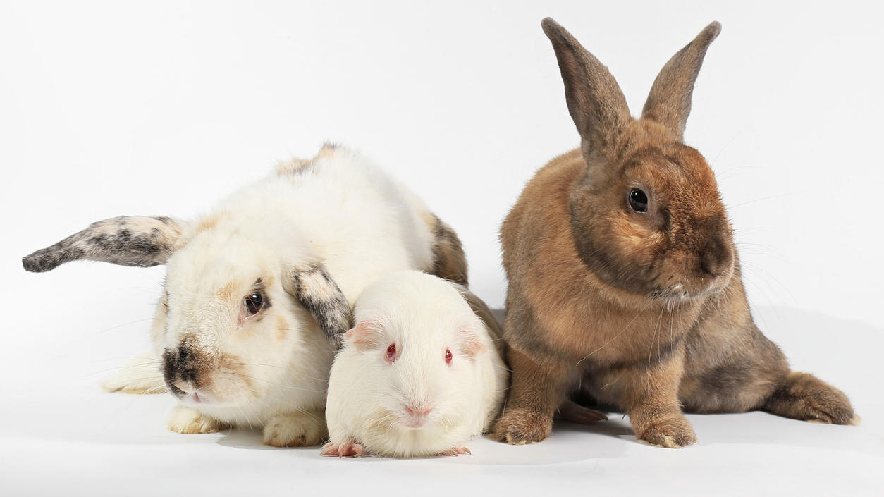 Vermeintliche Käfigtiere: Kaninchen, Meerschweinchen und Hamster.