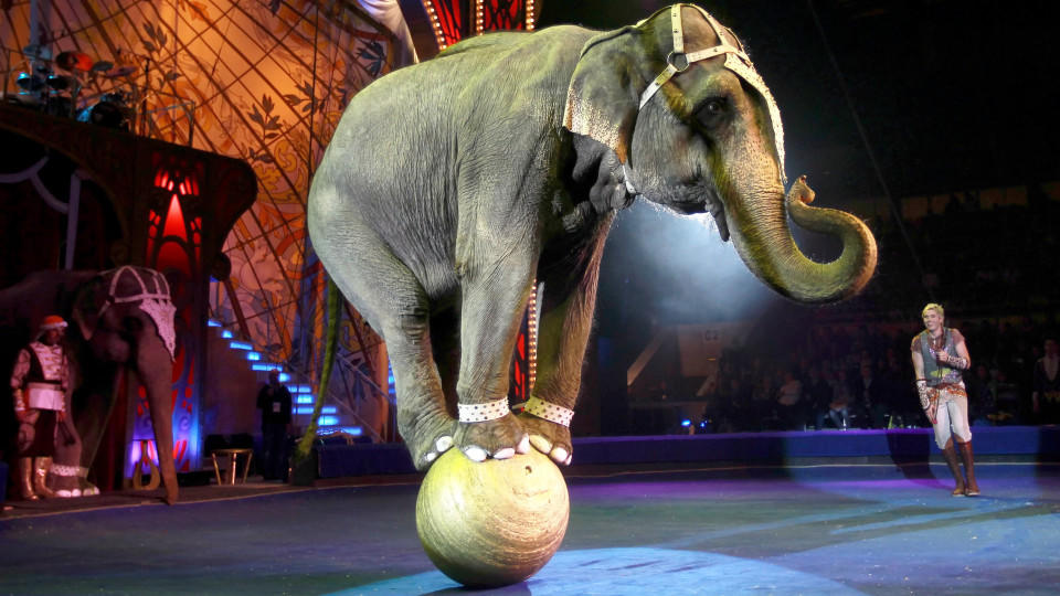 FILE - ILLUSTRATION - epa02946460 Elephant trainer Andrey Dementjev-Kornilov performs with an elephant during a gala show at the World Circus festival in Moscow, Russia, 02 October 2011. 140 artists from 10 countries take part in World Circus festiva