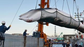 Research whaling starts off Hokkaido A minke whale is landed at a port in Kushiro on Japan s northernmost main island of Hokkaido on Sept. 4, 2017, the day research whaling in the Northwest Pacific started. The whaling season will continue through late October. PUBLICATIONxINxGERxSUIxAUTxHUNxONLYResearch Whaling Offs off Hokkaido a Minke Whale IS landed AT a Port in Kushiro ON Japan S northernmost Main Iceland of Hokkaido ON Sept 4 2017 The Day Research Whaling in The Northwest Pacific started The Whaling Season will continue Through Late October PUBLICATIONxINxGERxSUIxAUTxHUNxONLY  